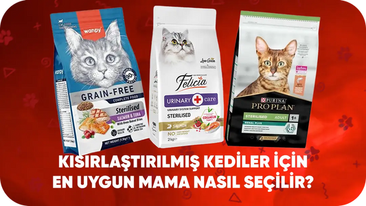 🐾 Kısırlaştırılmış Kediler İçin En Uygun Mama Nasıl Seçilir?