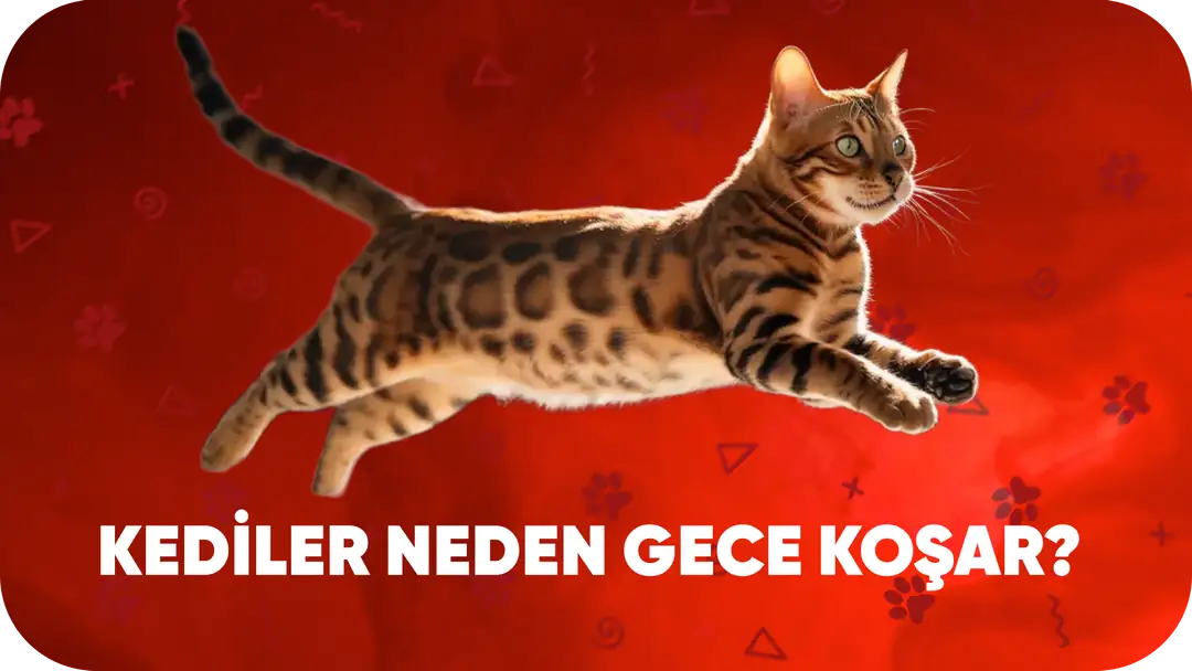 🐾 Kediler Neden Gece Koşar? (Davranış Analizi ve Çözüm Önerileri)