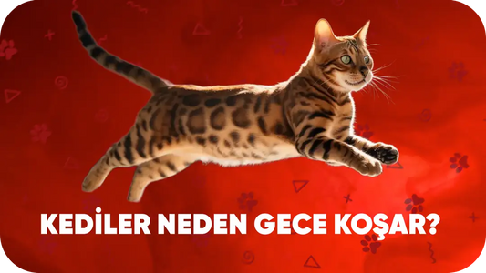 🐾 Kediler Neden Gece Koşar? (Davranış Analizi ve Çözüm Önerileri)