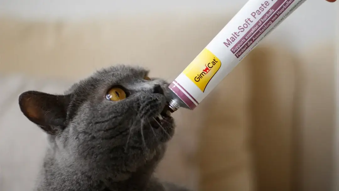 🧬 Kedilerde Anti-Hairball Malt Nedir, Nasıl Etki Eder?