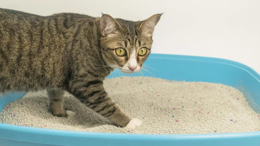 🐾 Kedi Kumu Seçerken Nelere Dikkat Etmelisiniz?