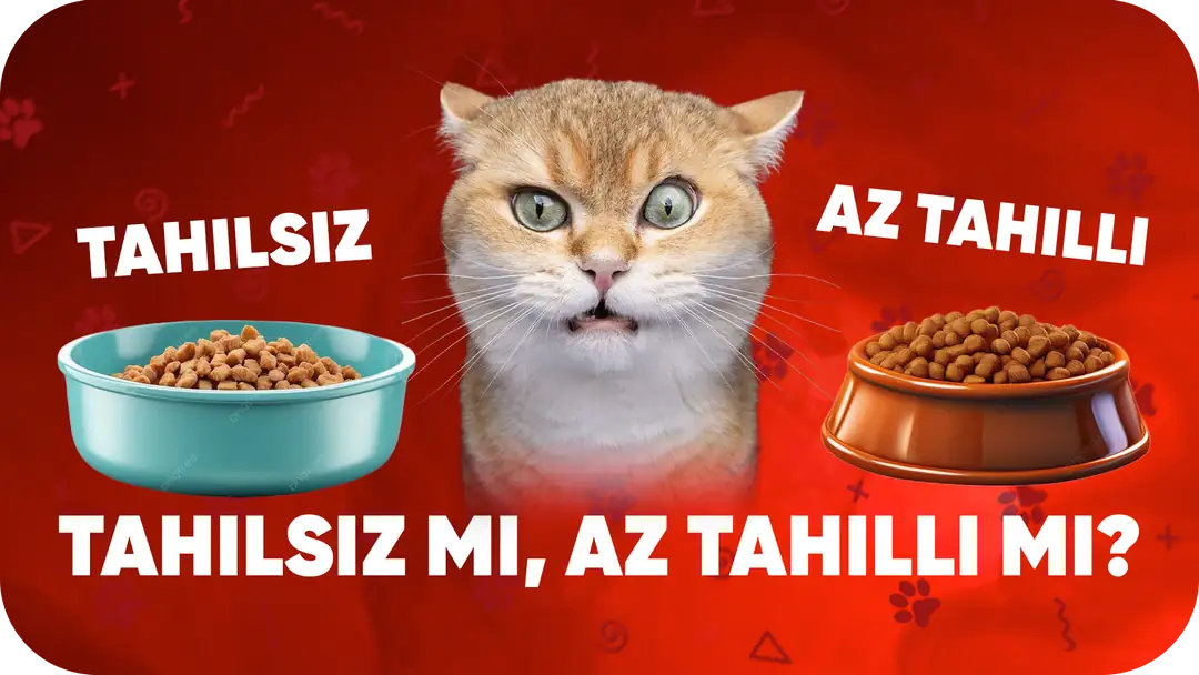 Tahılsız mı Az Tahıllı mı? Hangisi Kedine Daha Uygun?
