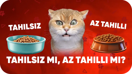 Tahılsız mı Az Tahıllı mı? Hangisi Kedine Daha Uygun?