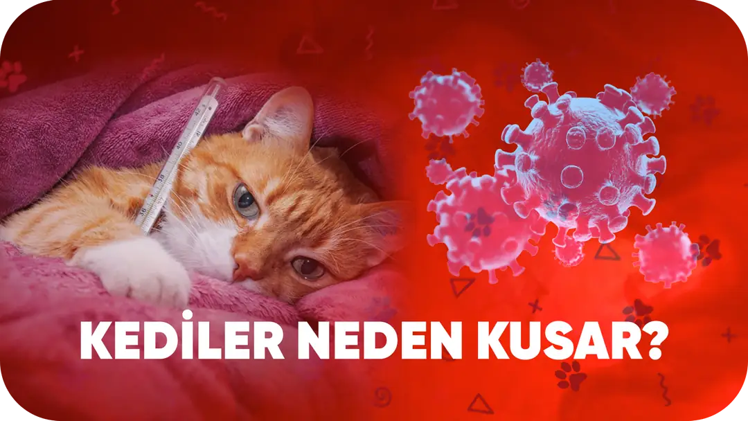 Kediler Neden Kusar? En Yaygın 7 Sebep ve Evde Hızlı Çözüm Yolları”