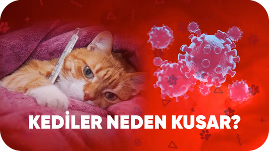 Kediler Neden Kusar? En Yaygın 7 Sebep ve Evde Hızlı Çözüm Yolları”