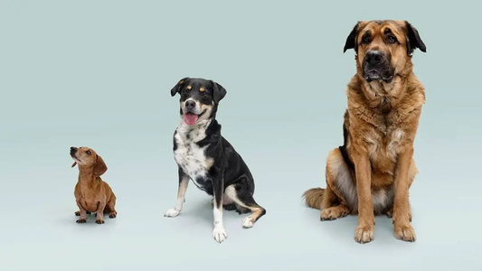 Köpeklerde Mama Seçimi Nasıl Yapılır? Irka, Yaşa ve Aktivite Düzeyine Göre Doğru Mama Rehberi
