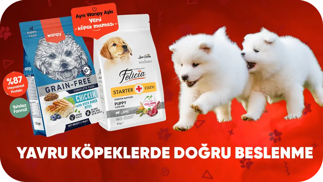 Yavru Köpeklerde Doğru Beslenme: Ne Zaman, Ne Kadar, Nasıl?