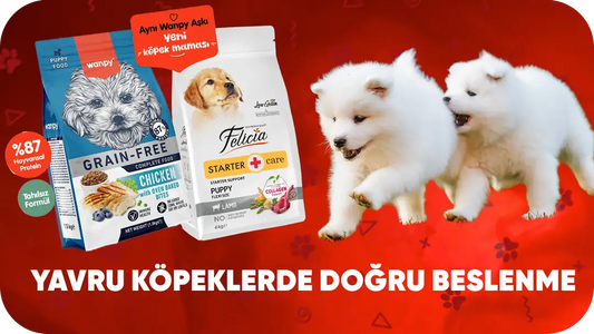 Yavru Köpeklerde Doğru Beslenme: Ne Zaman, Ne Kadar, Nasıl?