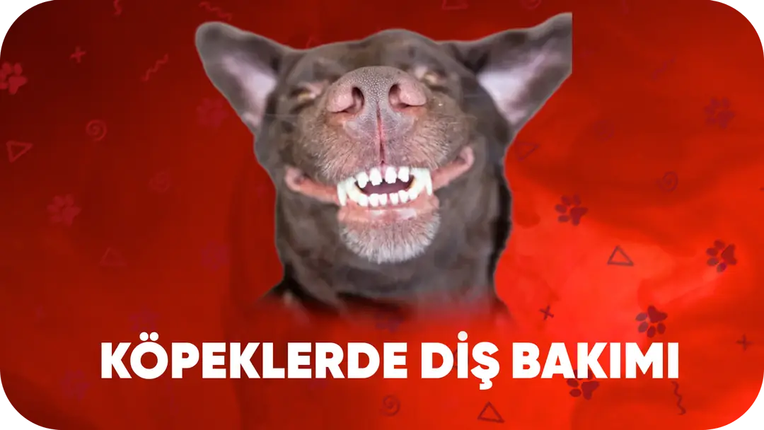 Köpeklerde Diş Bakımı: Ödül Çubukları Gerçekten Faydalı mı?