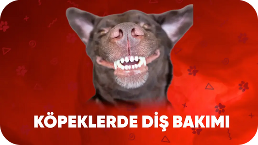 Köpeklerde Diş Bakımı: Ödül Çubukları Gerçekten Faydalı mı?