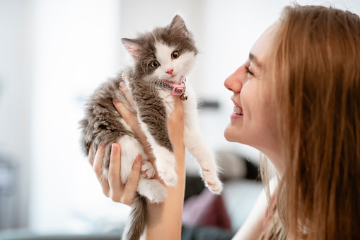 Kedi Bakımı İle İlgili En Çok Sorulan 20 Soru