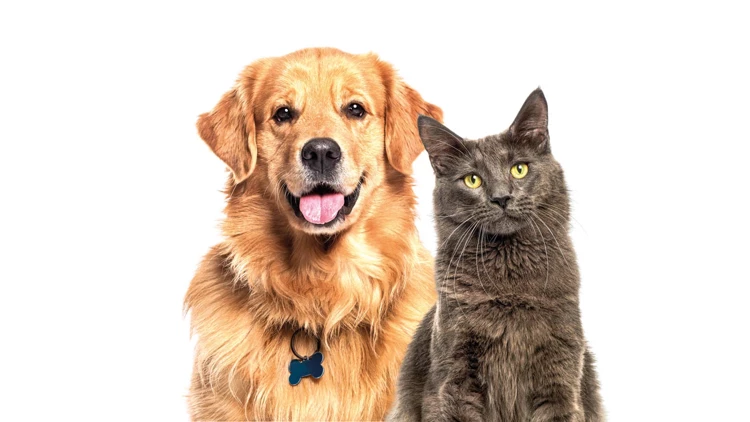 Kedi ve Köpek Mamalarında Protein Kaynakları Karşılaştırması: Tavuk, Somon, Kuzu ve Hindi (Alerji Rehberi)