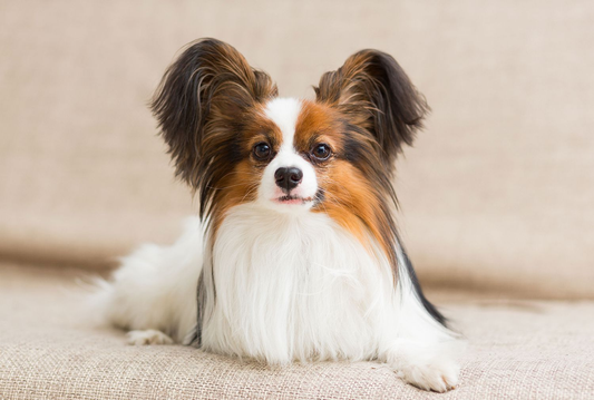 Köpeklerde Deri ve Tüy Sağlığı İçin Omega 3 Takviyeleri Ne Kadar Etkili?