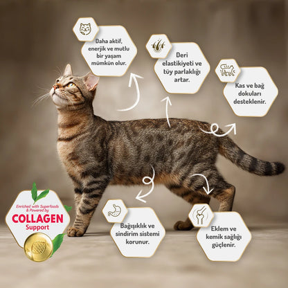 Felicia 2 Kg Kolajenli Kuzulu Az Tahıllı Yetişkin Kedi Maması