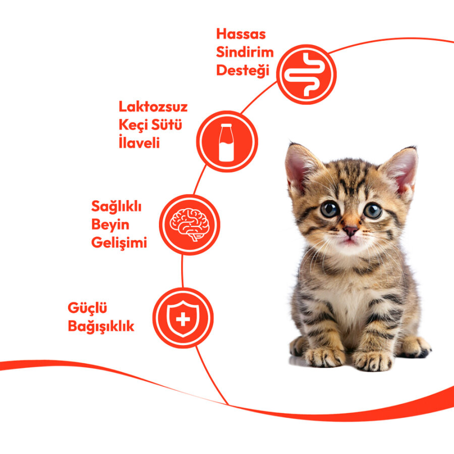 Wanpy Somonlu - Yavru Kedi Krema Ödülü 5x14 g